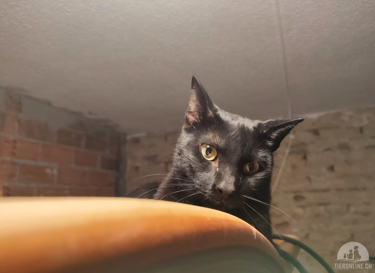 Katzen Ausland