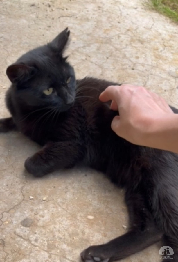 Katzen Ausland