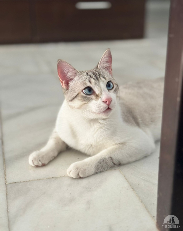 Katzen Ausland