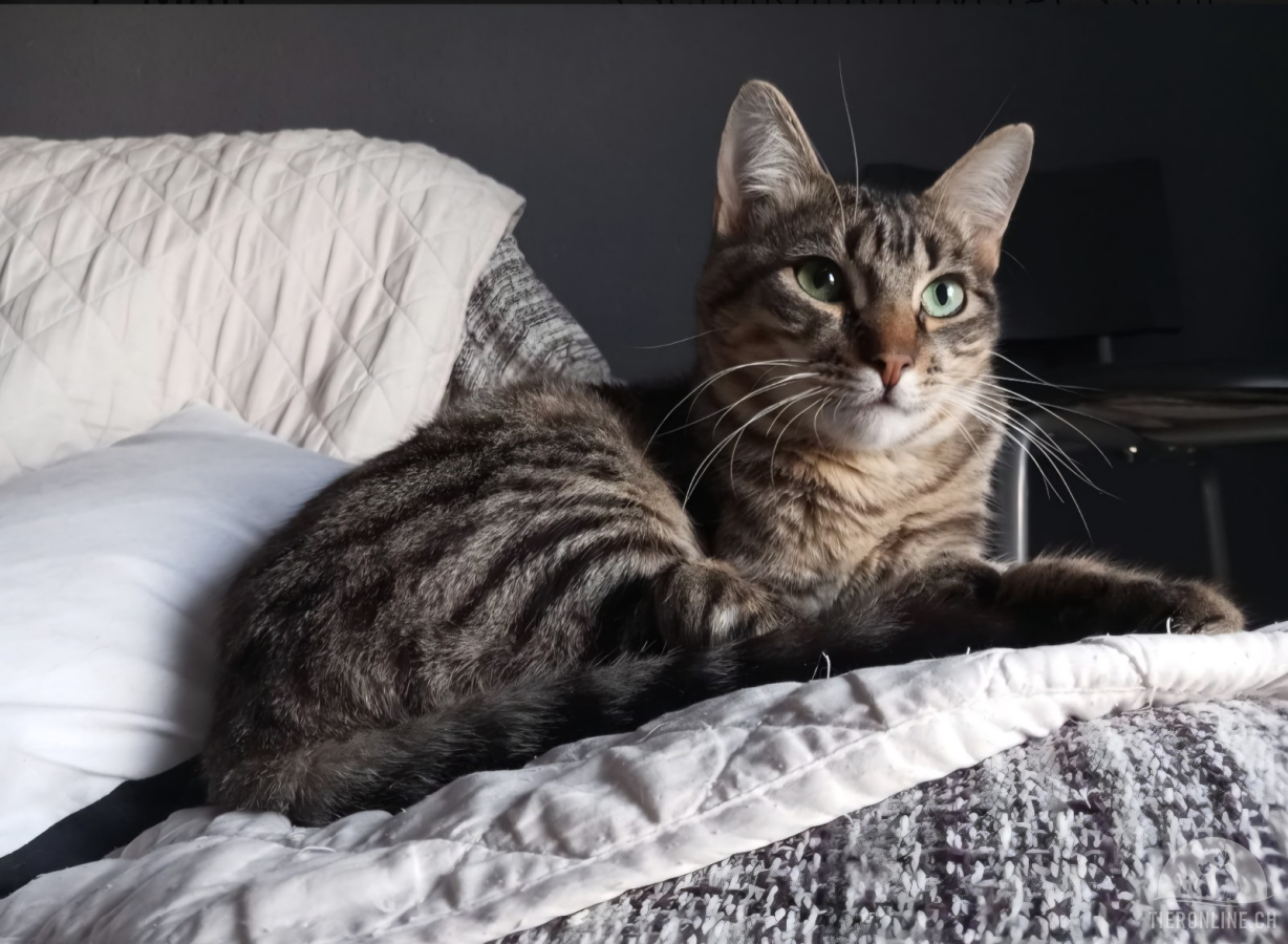 Katzen Ausland