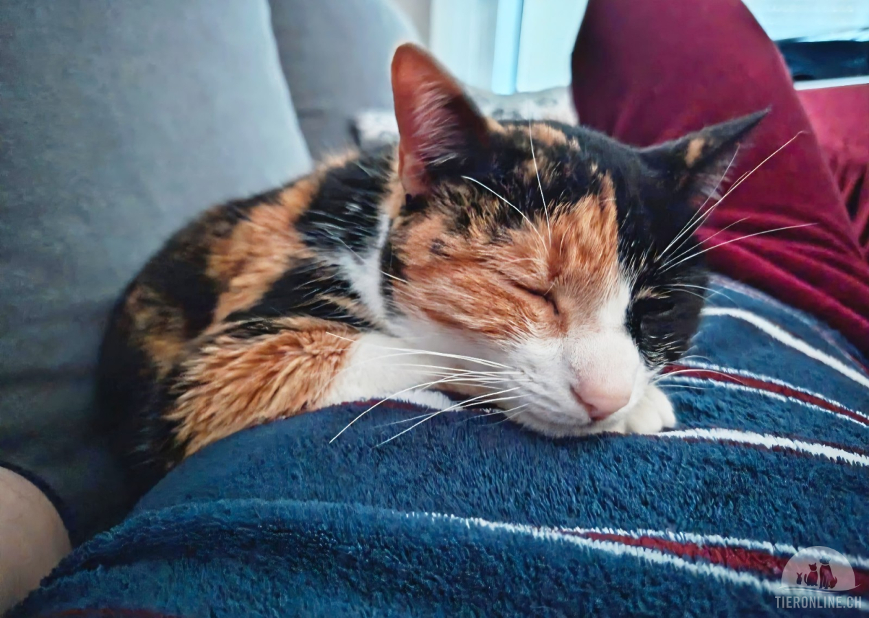Katzen Ausland