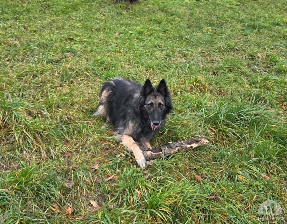 Wusa – ein sportlicher Herzenshund