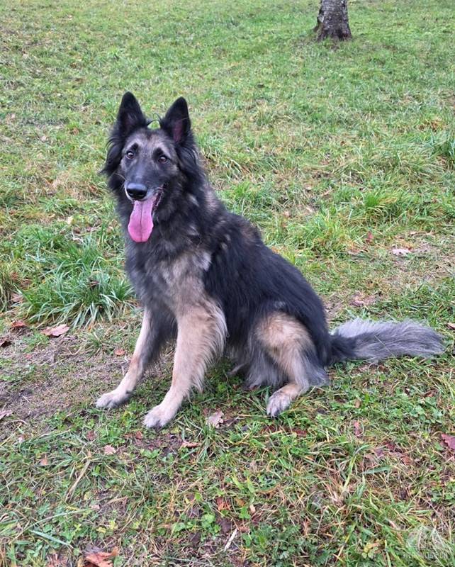 Wusa – ein sportlicher Herzenshund