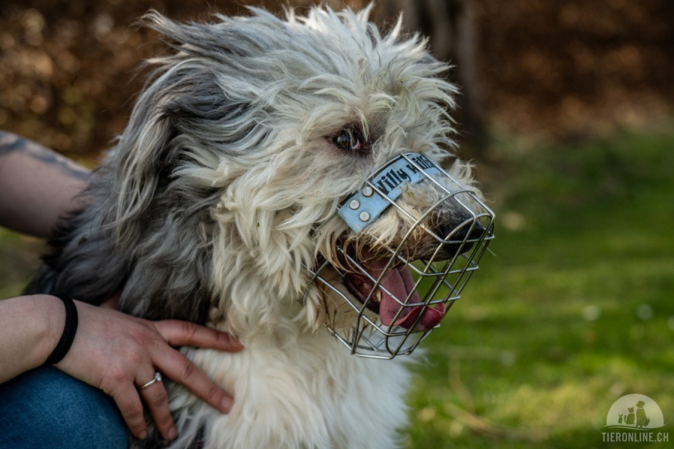 Willy – schlauer Wuschelbub sucht Traumzuhause