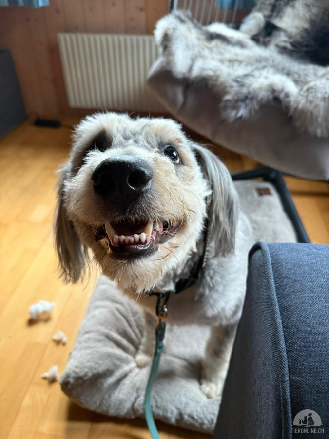 Willy – schlauer Wuschelbub sucht Traumzuhause