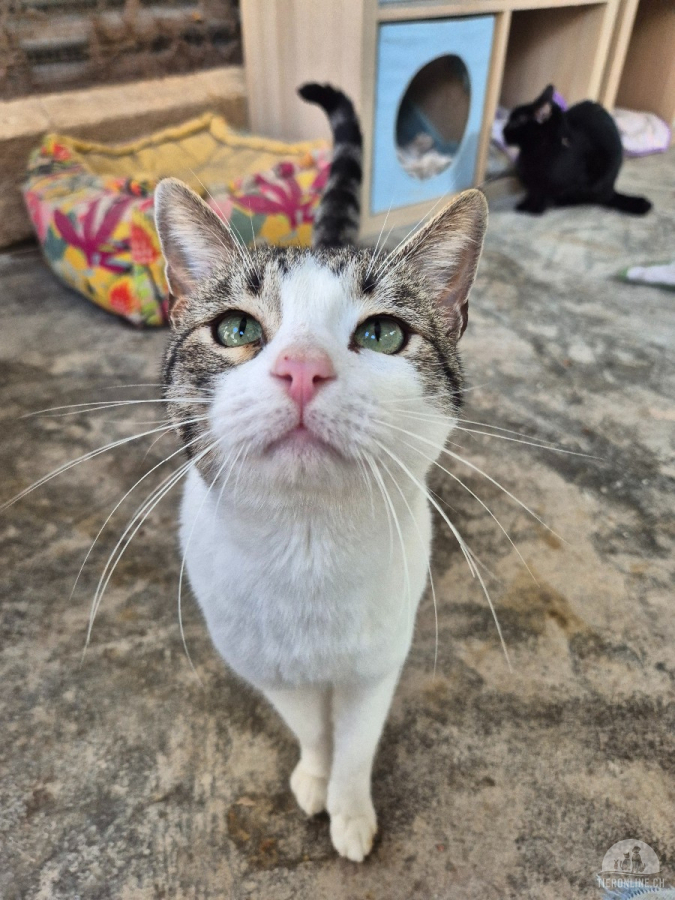 Katzen Ausland
