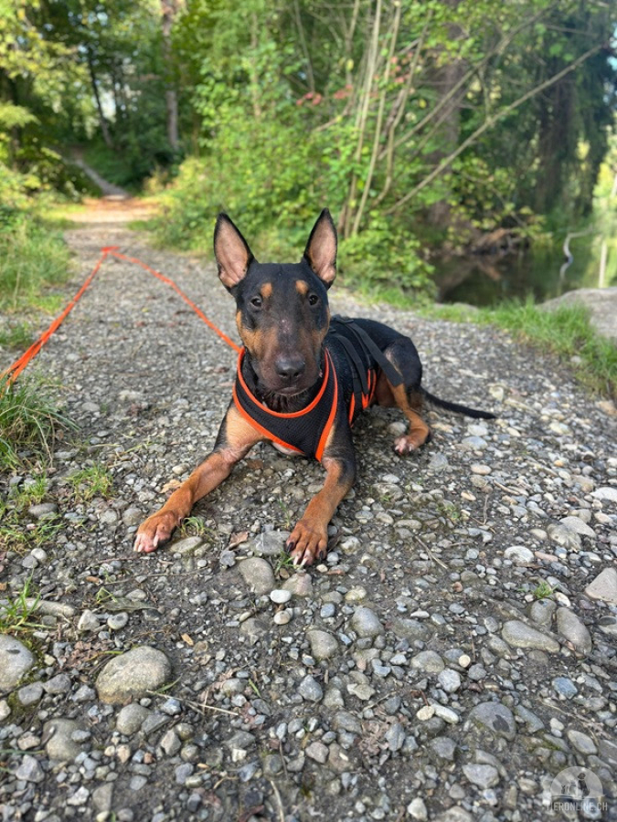 Pancho - ein Bullterrier wie aus dem Bilderbuch