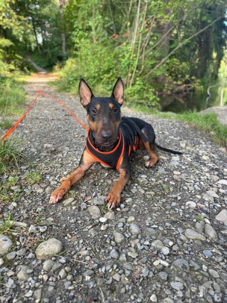 Pancho - ein Bullterrier wie aus dem Bilderbuch 