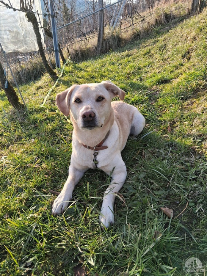 Nala - aktive Labrador-Herzenshündin sucht ihr Traumzuhause