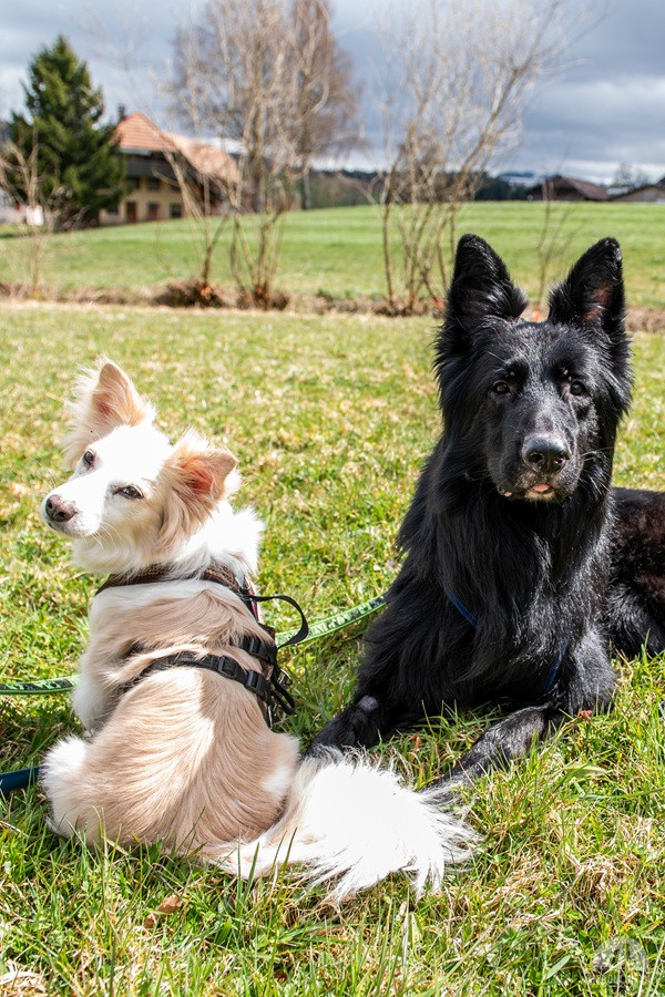 Hunde Schweiz