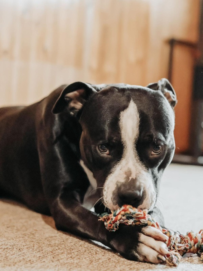 Hunde Schweiz