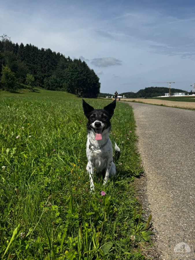 Hunde Schweiz