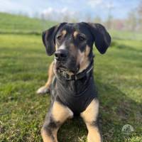 Hunde Schweiz
