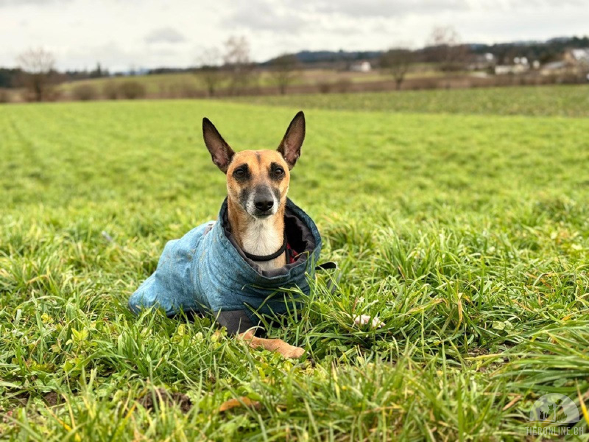 Ansa - unsere wundervolle Kuschelmaus