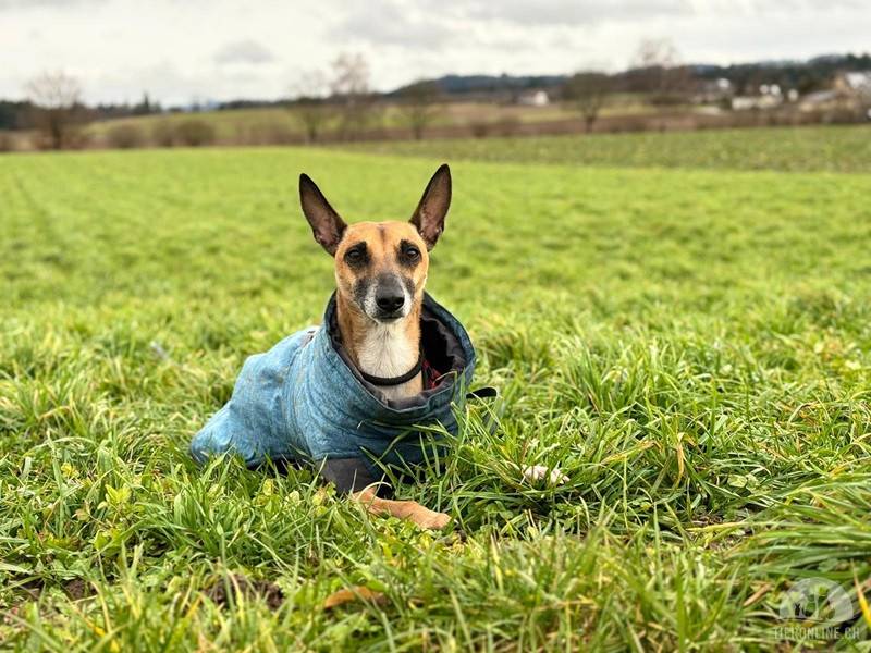 Ansa - unsere wundervolle Kuschelmaus 