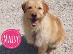 Maisy eine absolut liebevolle Hündin