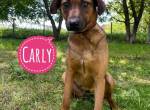 Carly eine sanfte liebe und freundliche 