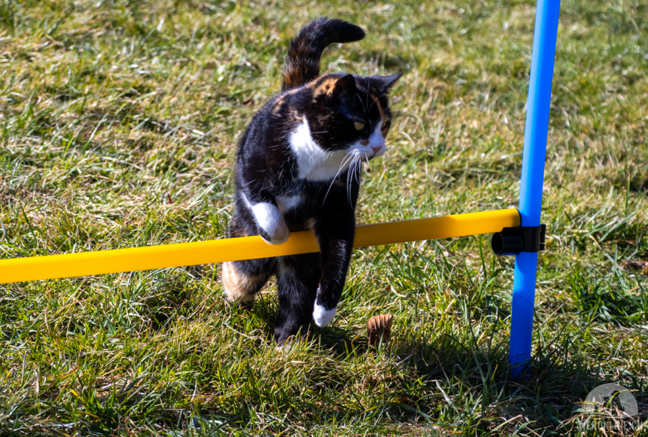 Katzen Schweiz