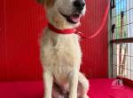 Lotti, Foxterrier-Mix, Hündin, geb. am 01.01.2024, 40 cm, 10 kg