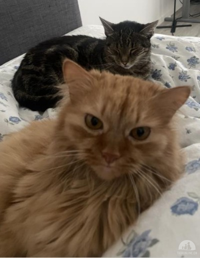 Katzen Schweiz