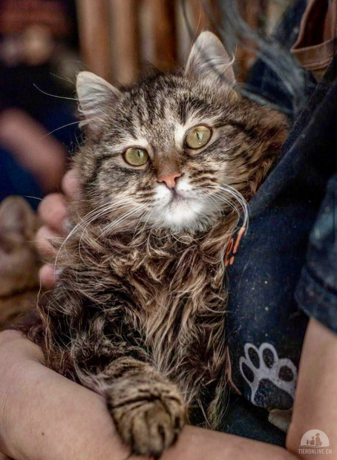 Katzen Ausland