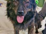 Eddie – kleine verletzte Seele sucht Menschen mit Herz und Geduld