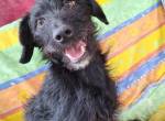 Dreibeinchen Hope sucht liebes Zuhause