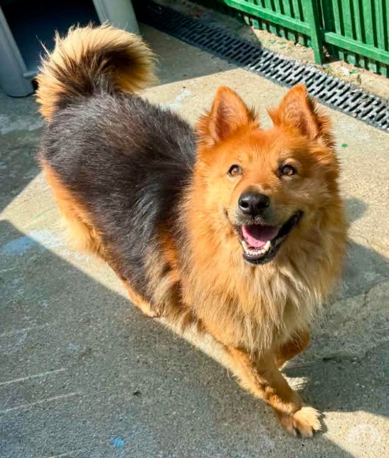 Buddy – menschenbezogener Sonnenschein
