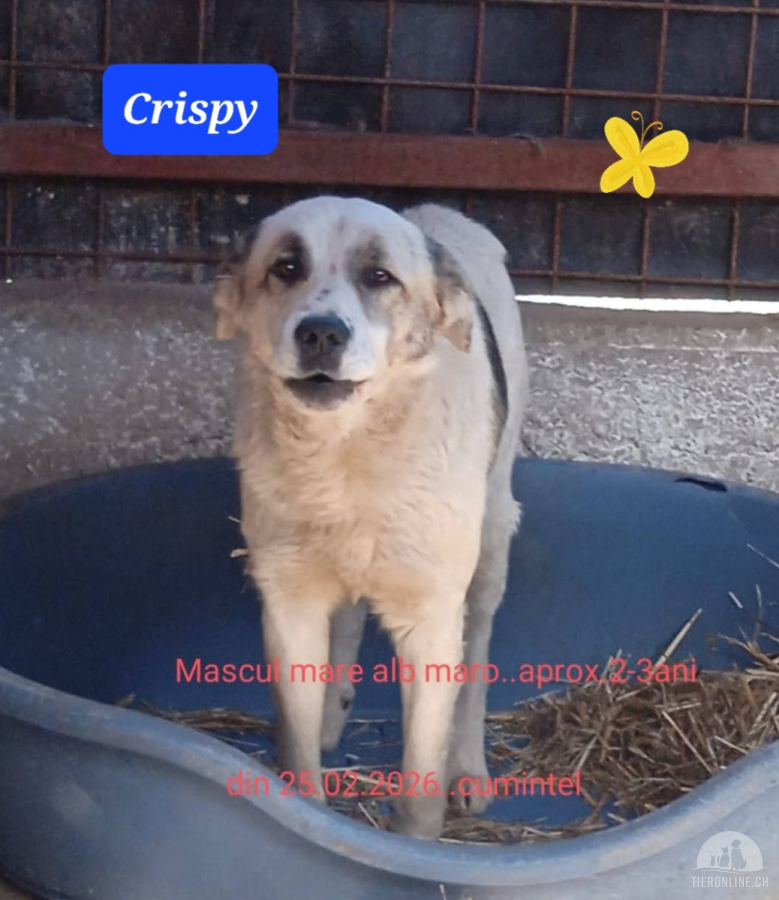 Crispy sucht liebevolles Zuhause