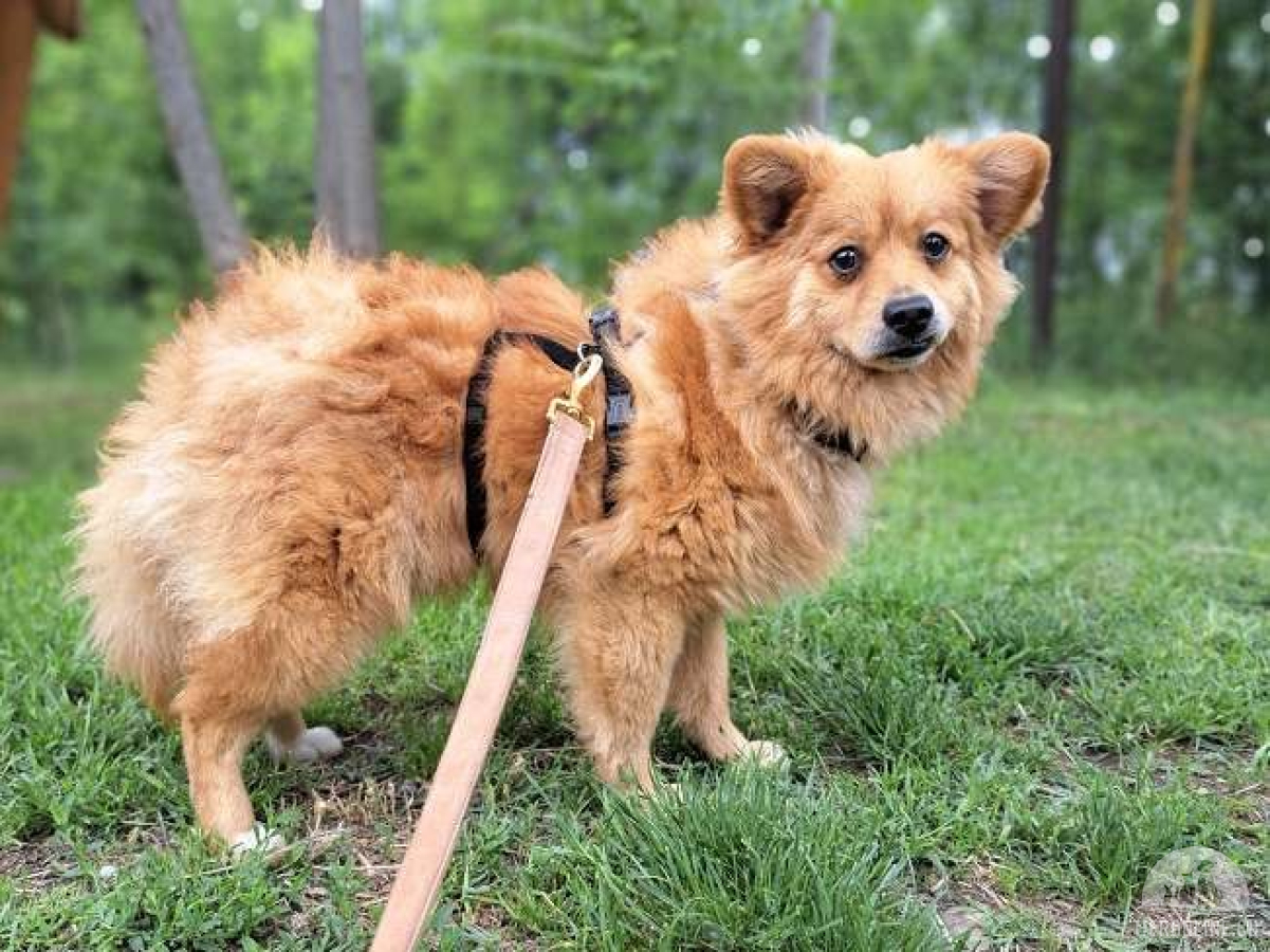 Hunde Ausland