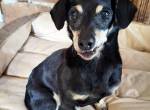 Unser kleines Notfellchen Pimpo sucht liebevolles Zuhause