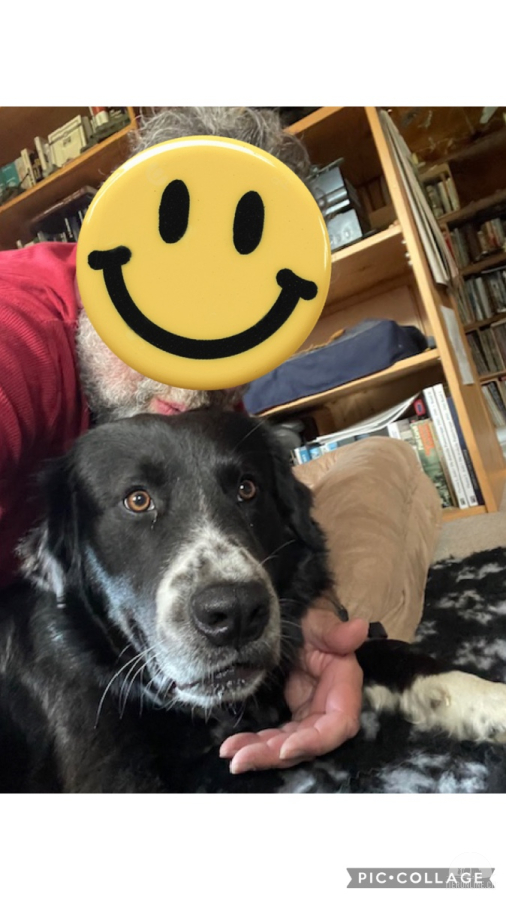 Hunde Schweiz