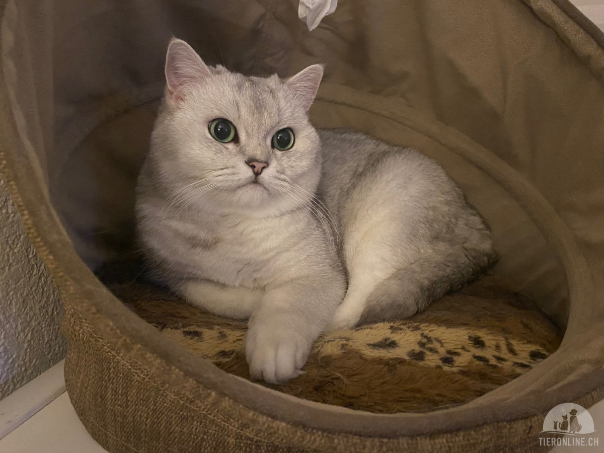 Katzen Schweiz