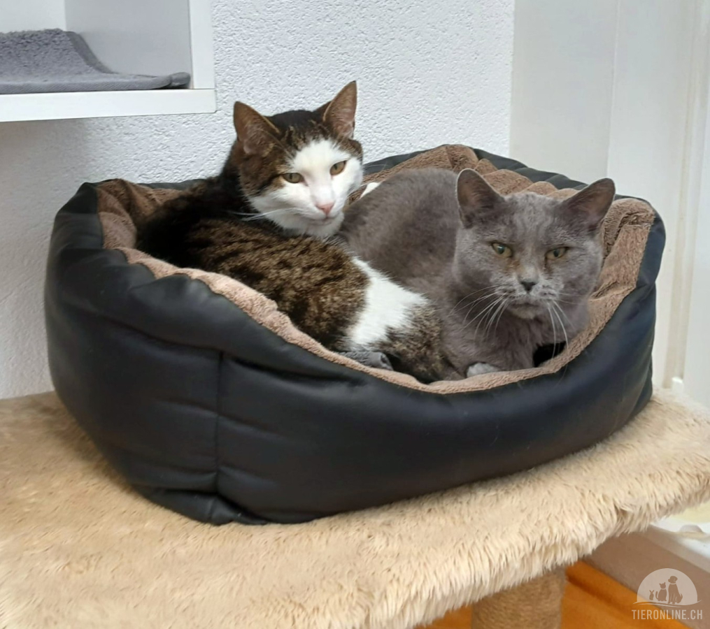 Xenia und Xanadu, sind verschmust und freundlich