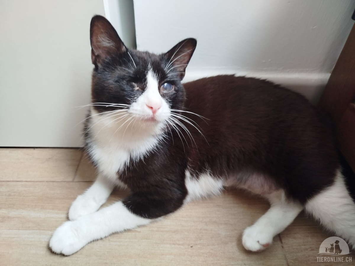 Katzen Ausland
