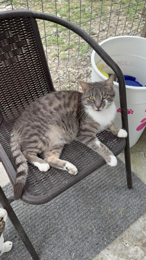 Katzen Ausland