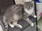 Grayson - ein sanfter Schmusekater sucht sein Für-immer-Zuhause