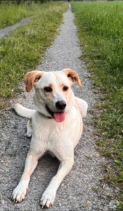 Hunde Schweiz