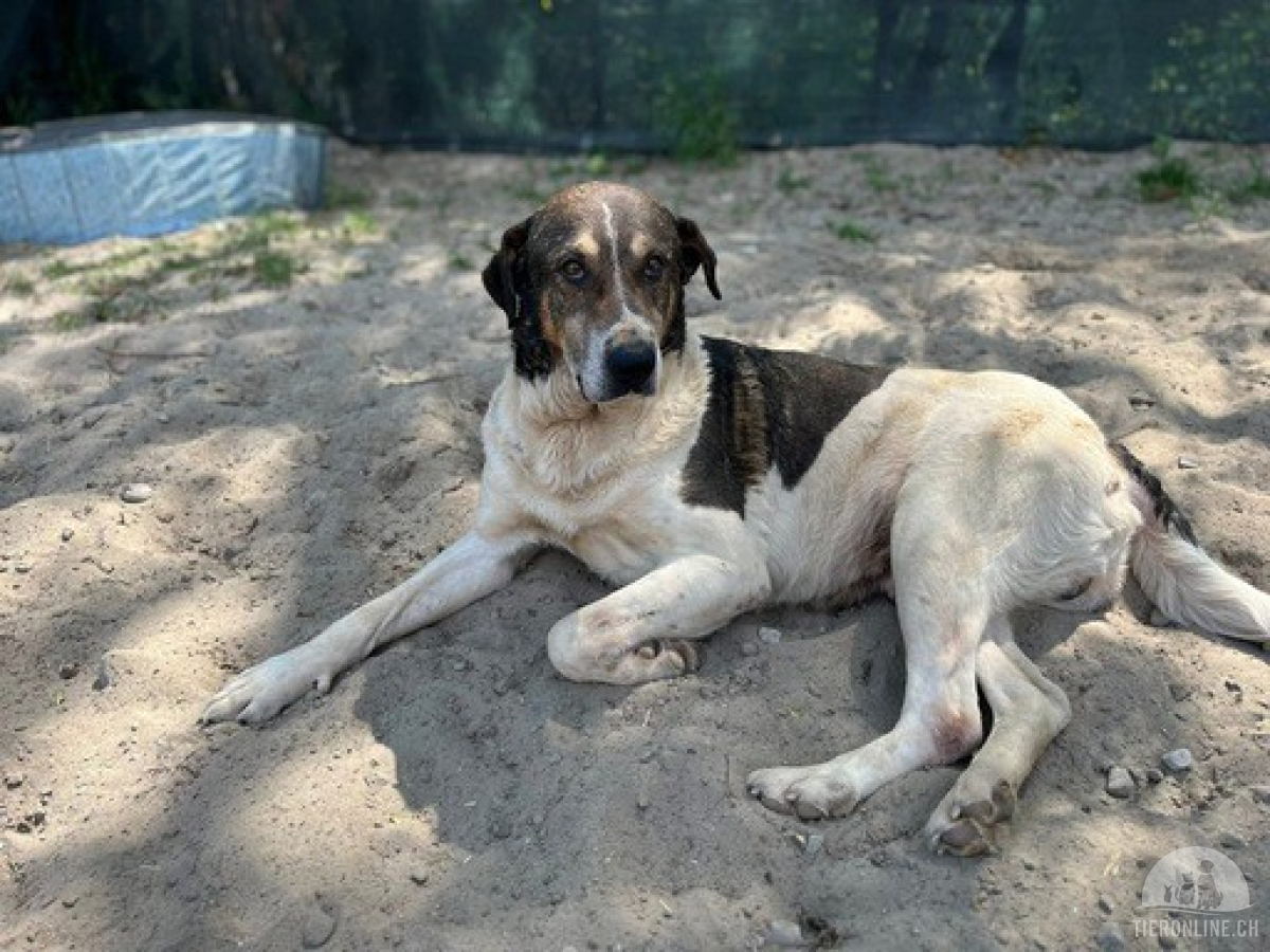 Hunde Ausland