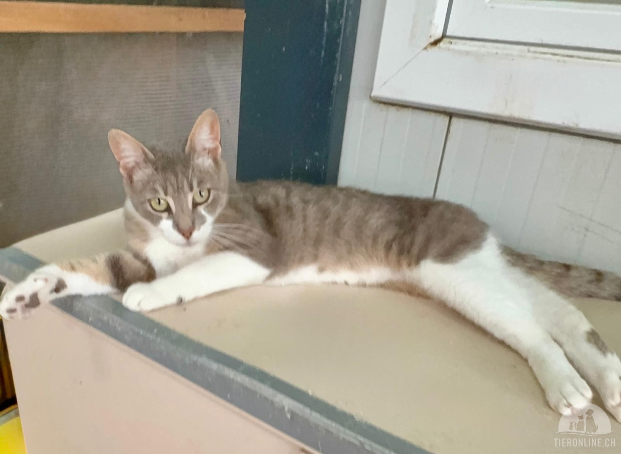 Katzen Ausland