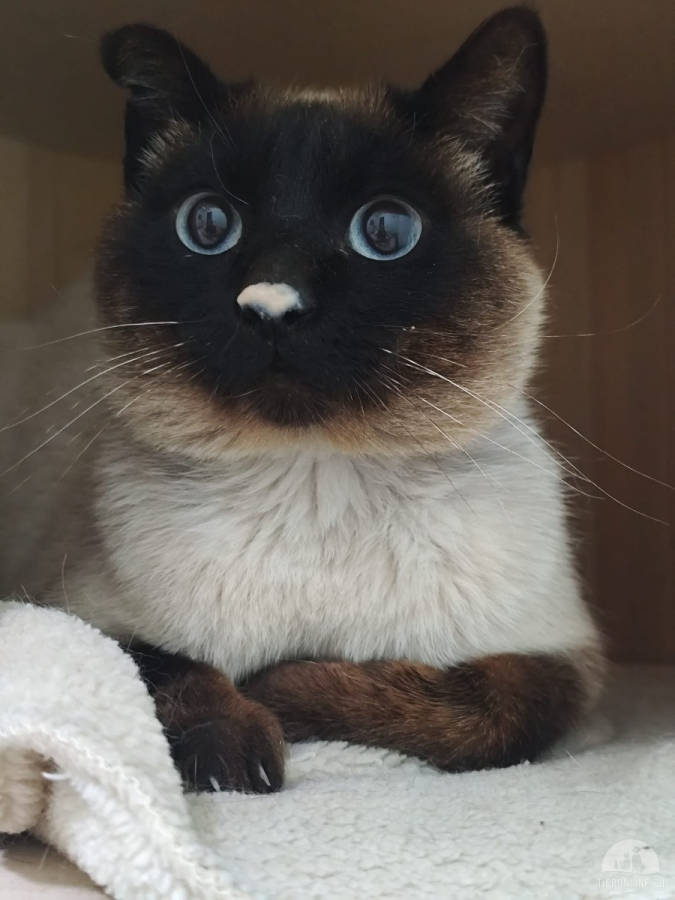 Katzen Ausland
