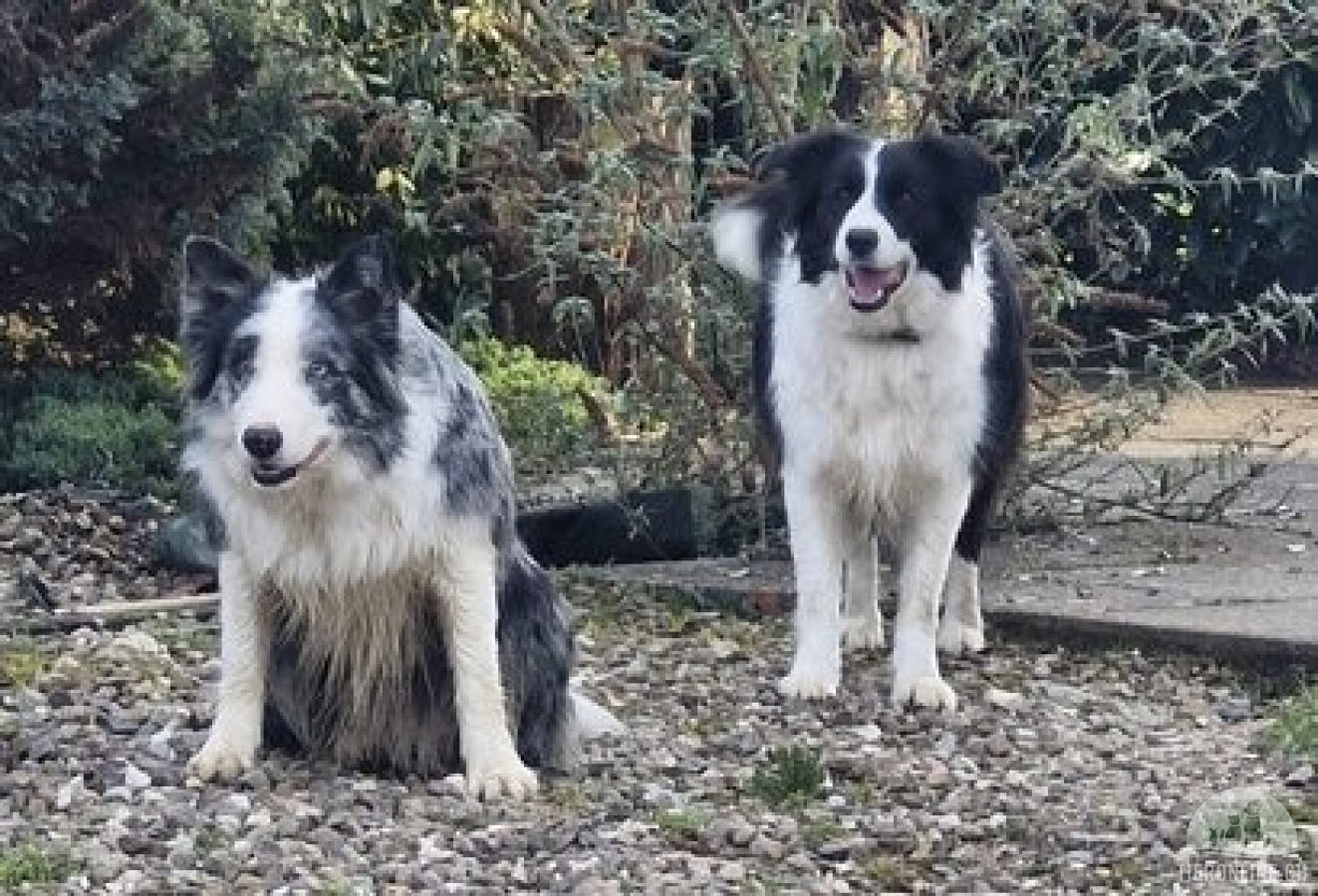Hunde Ausland