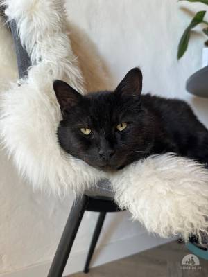 Snoopy (2.5 Jahre) - will endlich ankommen dürfen
