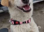 Kleine Kira sucht ein Zuhause