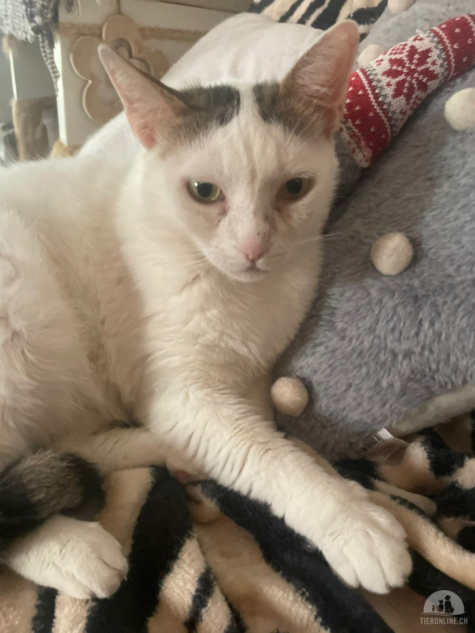 DOLLY - DIE WEISSE PRINZESSIN EIN BISSCHEN RUND NA UND