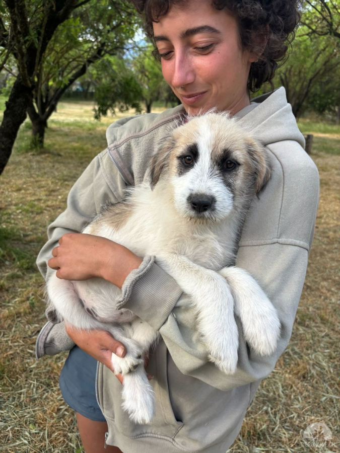 Hunde Ausland