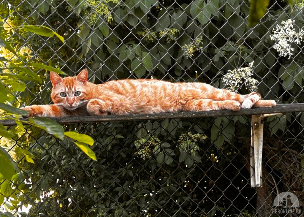 Katzen Schweiz