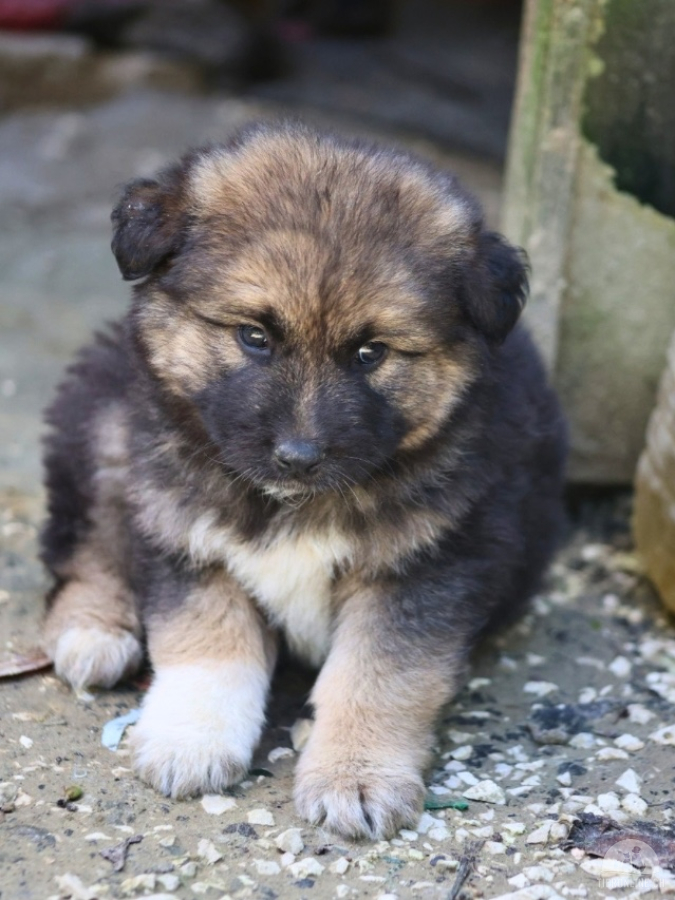 Hunde Ausland