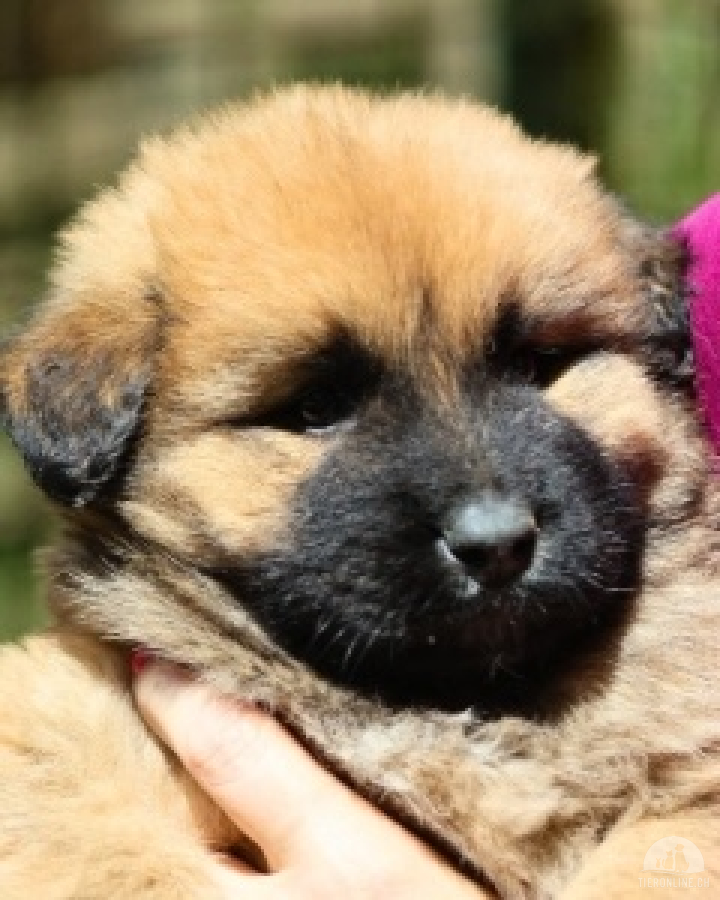 Hunde Ausland