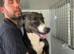Sofia: Mini-Labrador sucht Familienanschluss